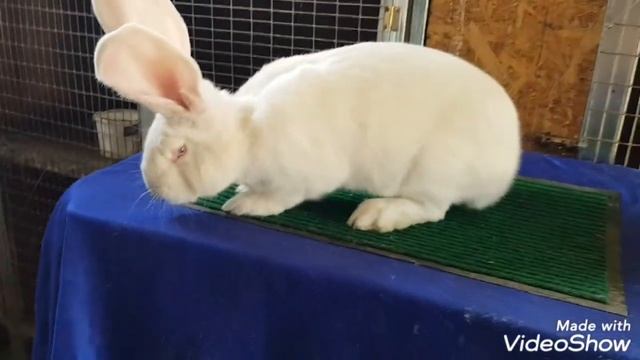 Разведение кроликов бельгийский великан окрас белый смотреть онлайн