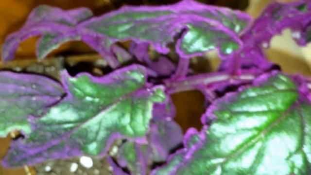 Crazy-looking Purple Passion Plant being pretty heathy-looking смотреть онлайн