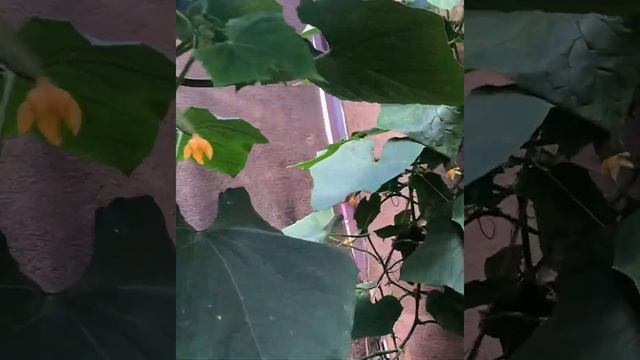 Ампельный томат «Сотни и тысячи» смотреть онлайн