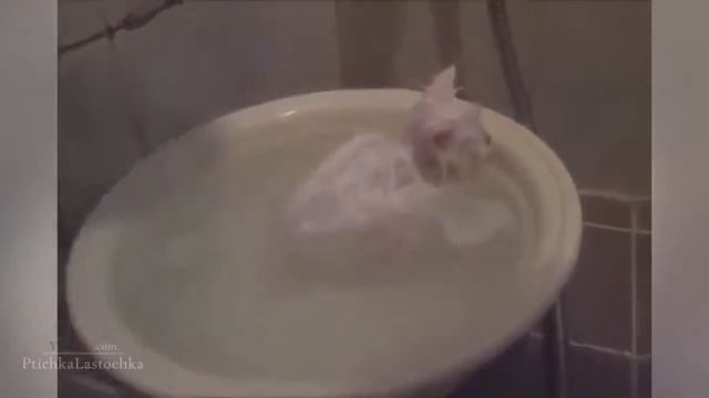 Смешные кошки :) Часть 66 смотреть онлайн