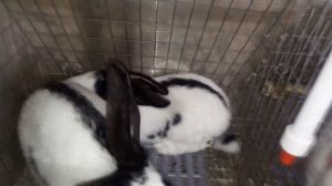 КАК ЛЕЧИТЬ МИКСОМАТОЗ У КРОЛИКОВ. ПРИЧИНЫ И СИМПТОМЫ МИКСОМАТОЗА, ПРОФИЛАКТИКА, ЛЕЧЕНИЕ МИКСОМАТОЗА