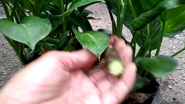 My Dieffenbachia Green Magic from Cutting Propagation смотреть онлайн