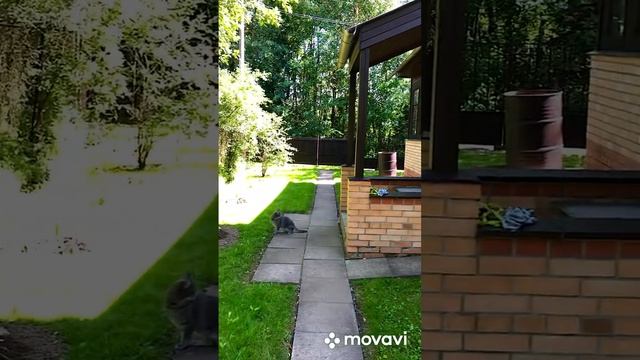 Открываем дачный сезон. Наша пастораль ??⬛? #дача #лето #сезон смотреть онлайн