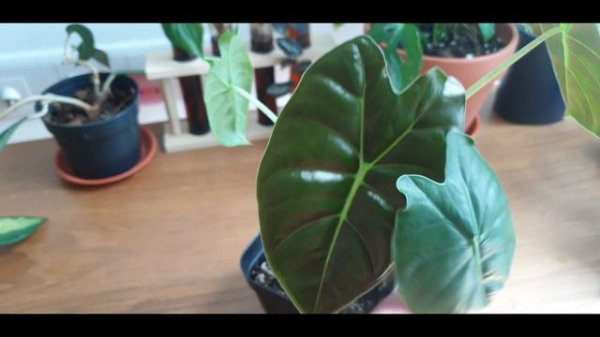 Life of a plant  - Alocasia Golden Bone (March 2022)
