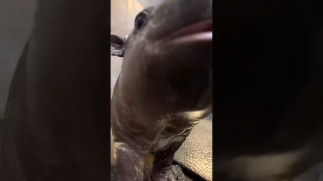 Малую известность карликовые бегемоты имеют из-за редкости – их насчитывают не более тысячи особей. смотреть онлайн