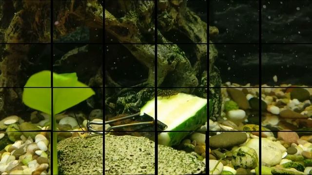 Рыжий Анцик паразит! смотреть онлайн