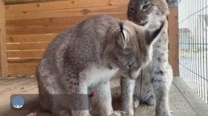 НЕ УКУСЯТ, ТАК ЗАЛИЖУТ ⧸ Прогулка с рысями Ханной, Умкой и Марти.