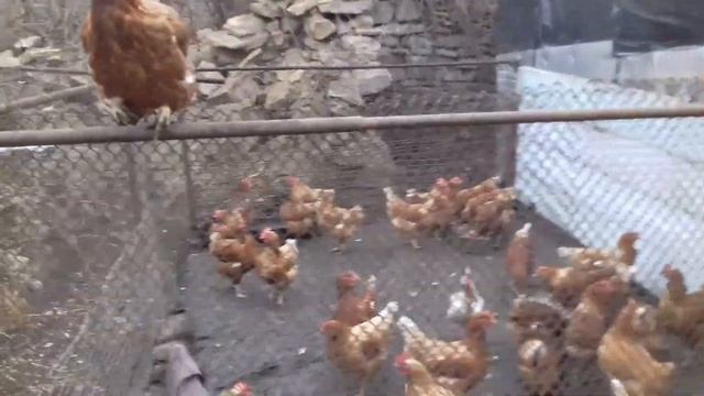 Уборка в свинарнике. Заливка желоба и закладных для клеток. смотреть онлайн