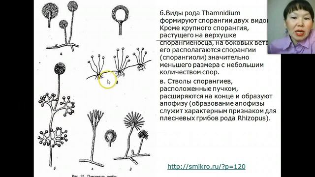 Науки о биологическом многообразии (Басхаева Т.Г.) - 8 лекция (2015)