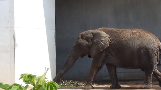 Таллинский зоопарк. Слоны 5/7 смотреть онлайн