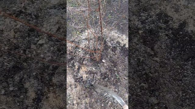 Самая первая и Важная подкормка жимолости весной... смотреть онлайн