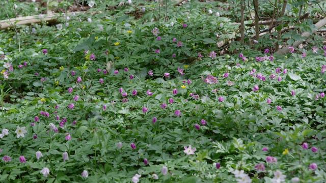 Purple Anemone nemorosa in flower 🔴 смотреть онлайн