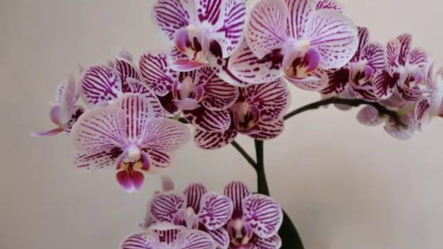 САМЫЕ КРАСИВЫЕ ОРХИДЕИ. THE MOST BEAUTIFUL ORCHIDS