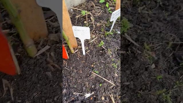 Сладкий перец в открытом грунте. лето 2021 г смотреть онлайн