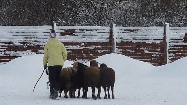 Наталайн Вива Ла Вита, пастьба, 30.11.2013 смотреть онлайн
