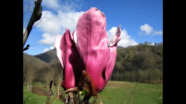 Красота весны поляны цветов Магнолия Керия смотреть онлайн