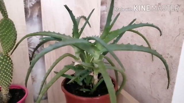 Кактусы и суккуленты, обзор моих растений. смотреть онлайн