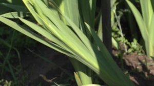 АВТОРСКОЕ    ,, Жду наверно я с моря погоды ,,.mp4