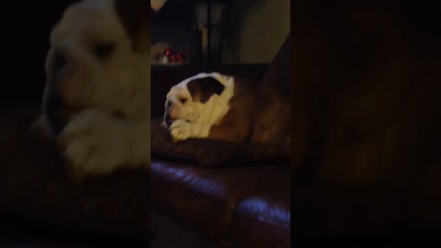 Morgan the bulldog смотреть онлайн
