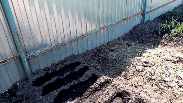 Посев Гороха сорта САХАРНЫЙ ДРУЖОК!!! Жарко. Поют ЛЯГУШКИ!!!. ???28 апреля 2023г.? смотреть онлайн