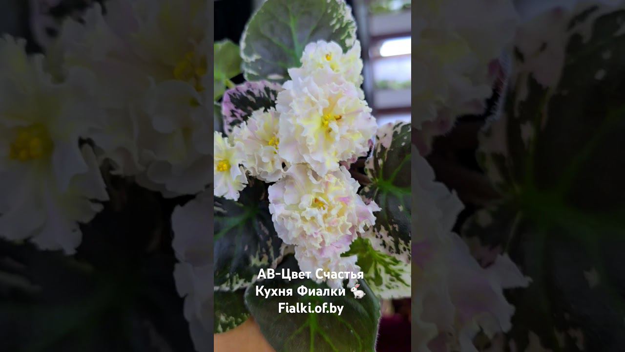АВ-Цвет Счастья. Сорт с совершенно новым окрасом для фиалок. смотреть онлайн