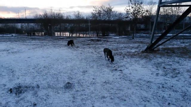По маленьку отпускаю собаку смотреть онлайн