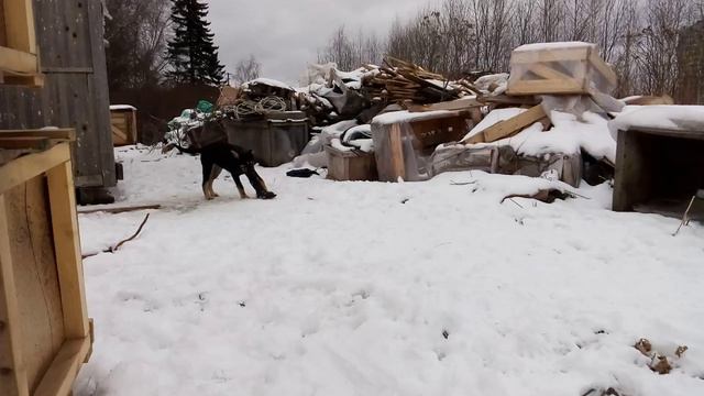 Лорд и Граф 3 смотреть онлайн