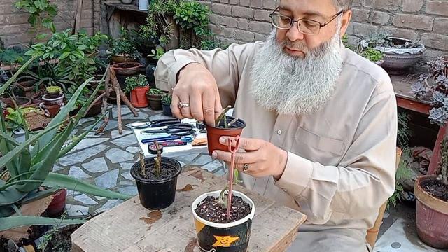 After 20 Days #Adenium Cutting Pieces Again Growing with Aloe Vera Gel and Banana смотреть онлайн