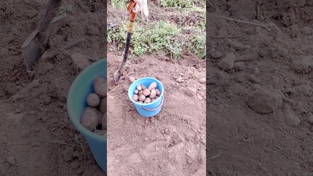 Картошка в Ярославской области. Урожай-22г. смотреть онлайн