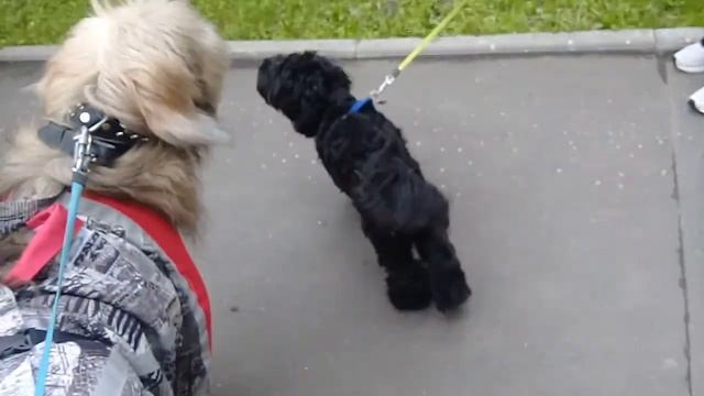 Пёс Тотоша и щеночек Бибер породы кокер-пудель кокапу смотреть онлайн