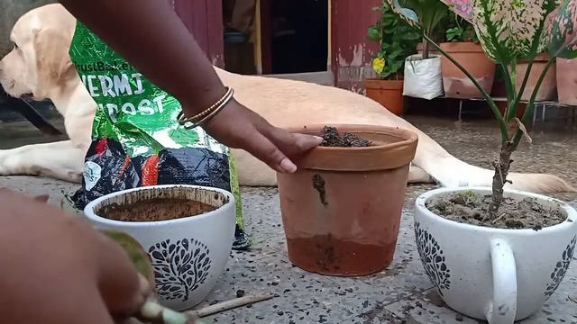 Planters's Joy: Rescue Mission/ Aglaonema from over-watering смотреть онлайн