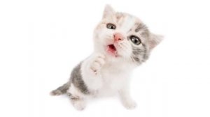 Плейлист что бы чувствовать себя котиком ?