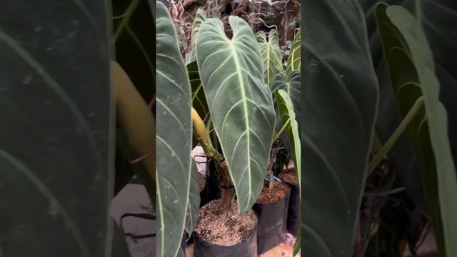 Philodendron Melanochrysum #philodendron #philodendronmelanochrysum #artgardenflower #artgardenflow смотреть онлайн