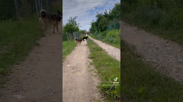 Собаки знакомятся! #ржака #прикол #собаки #сославономиюльком смотреть онлайн