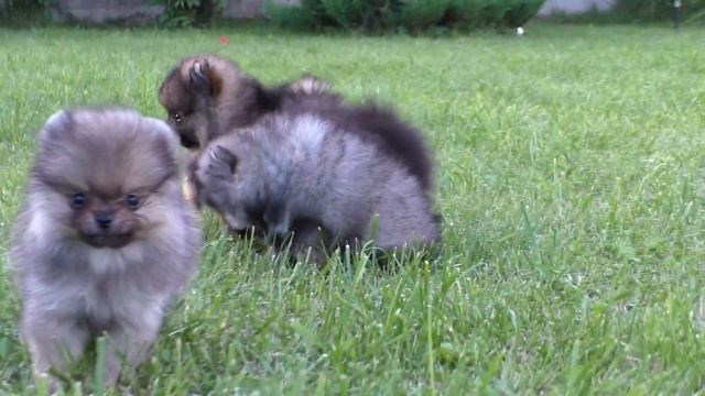 Шпицы-малыши, 2 месяца. 12.07.2018 смотреть онлайн
