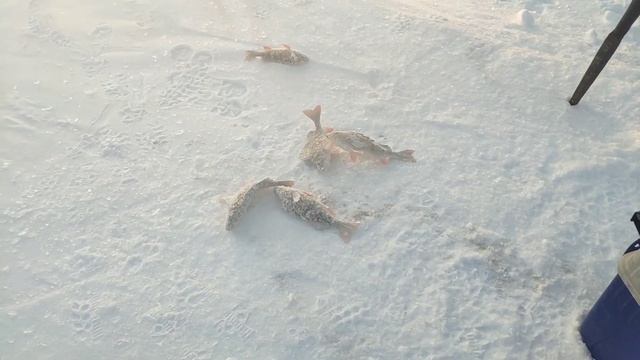 Рыбалка на Баар Суохе 2. #рыбалка смотреть онлайн