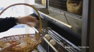 Клетка для кур-несушек "Профессионал 3-12" от CrazyFerma