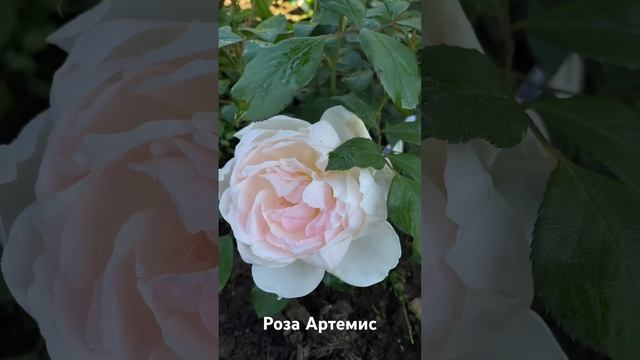 Роза Артемис/ rose ARTEMIS (пересорт) смотреть онлайн