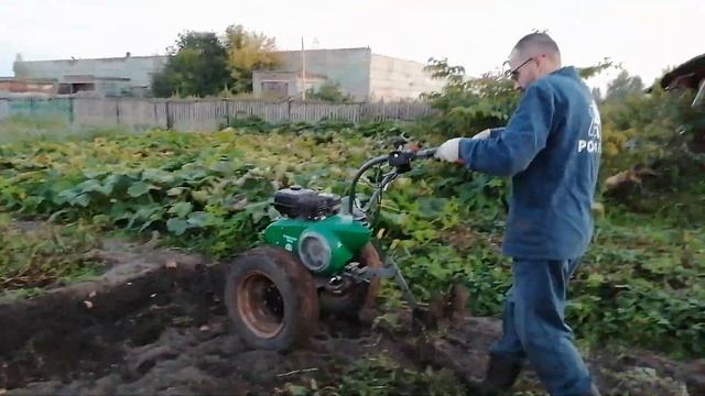 Копка картошки мотоблоком с картофелевыкапывателем. смотреть онлайн
