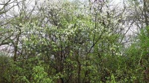 Пробуждение деревья ранней весной  Первыми цветут деревья Видео 4К UHD Природа 2022