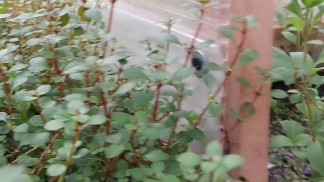 Как цветут аквариумные растения смотреть онлайн