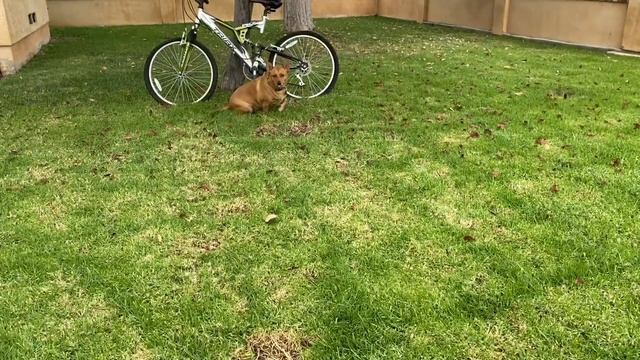 Professor Ginger and the Word Go | Sight Word Go | Read and Spell the High Frequency Word Go смотреть онлайн