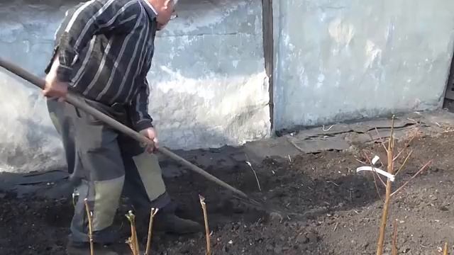 Как посадить ежевику. Посадка ежевики на даче смотреть онлайн