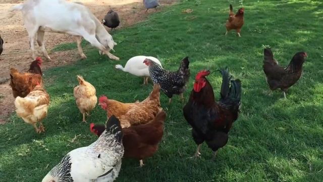 Домашние животные на казахском, русском и английском языках | Как говорят животные смотреть онлайн