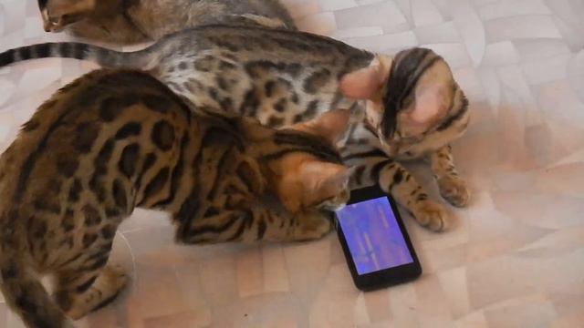 Бенгальские котята играют (Bengal kitten play with telephone)