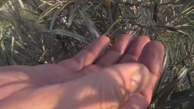 Облепиха. Живая изгородь вокруг сада. смотреть онлайн