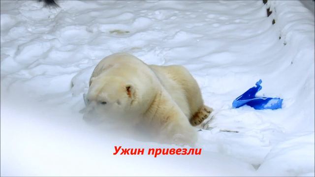 Белый медведь Кай. 17.12.20 г. смотреть онлайн