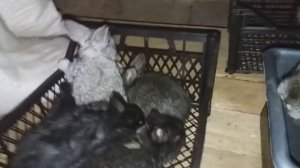 ВЕС КРОЛИКОВ В 1 МЕСЯЦ // ЧЕРЕЗ СКОЛЬКО ДНЕЙ ПОКРЫВАТЬ КРОЛЬЧИХУ ПОСЛЕ ОКРОЛА?