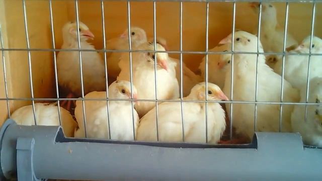 Перепел Техасский белый 1 мес.+ Чешский доминант птенцы 1 мес. смотреть онлайн