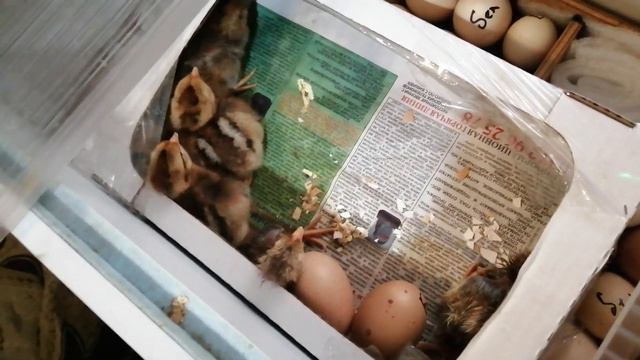 Цыплята, первые минуты билефельдеров после инкубации. смотреть онлайн